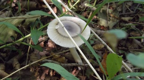 Туристов завлекут в Амурскую область сбором грибов