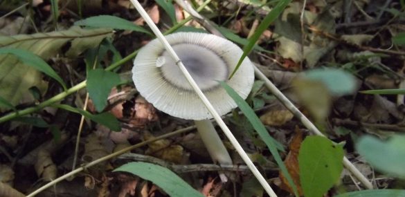 Туристов завлекут в Амурскую область сбором грибов