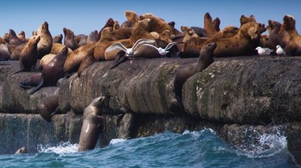 Сахалинские туроператоры возобновляют работу пока в ограниченном режиме