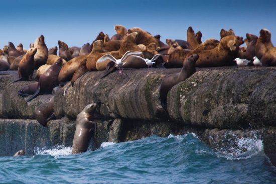 Сахалинские туроператоры возобновляют работу пока в ограниченном режиме