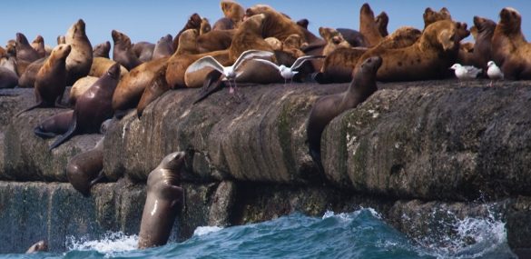 Сахалинские туроператоры возобновляют работу пока в ограниченном режиме
