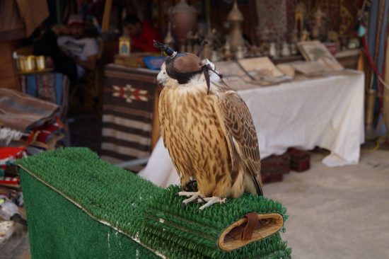 Соколиный центр международного уровня создают на Камчатке