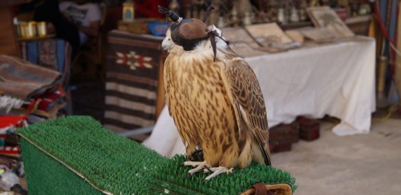 Соколиный центр международного уровня создают на Камчатке