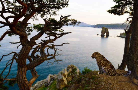 Туристический эко-кластер «Земля леопардов» планируют создать в Приморье