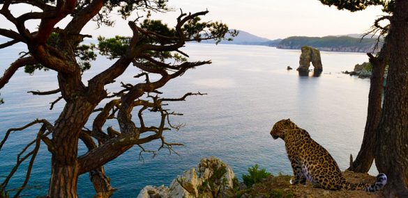 Туристический эко-кластер «Земля леопардов» планируют создать в Приморье