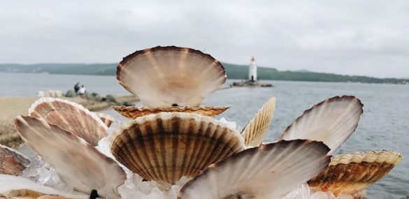 Владивосток вознесся на гребень – вкусный фестиваль «пошел» по стране