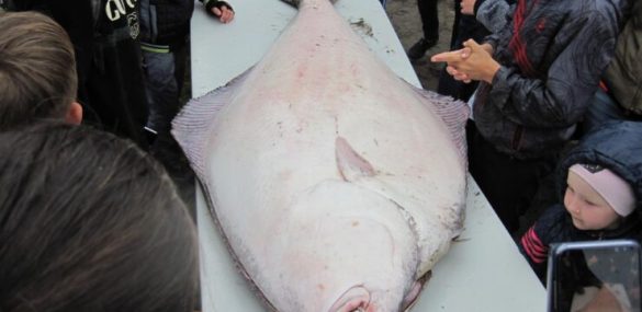 Гастрономический фестиваль «День палтуса» прошел на Курилах