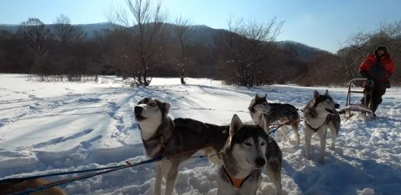 Россияне поехали в Приморье на новогодние праздники