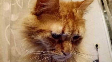 S7 Airlines увеличила число разрешенных к перевозке в салоне животных