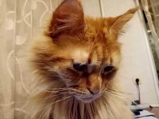 S7 Airlines открыла онлайн-регистрацию для путешественников с питомцами