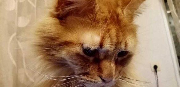 S7 Airlines увеличила число разрешенных к перевозке в салоне животных