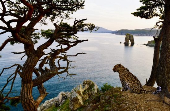 Туристско-рекреационный кластер «Земля леопарда» приобретает реальные очертания