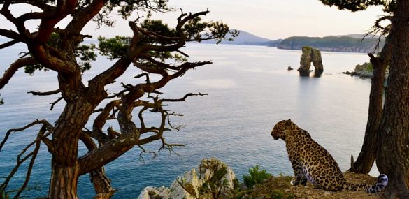 Туристско-рекреационный кластер «Земля леопарда» приобретает реальные очертания