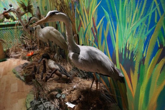 В Приморье появится музей Уссурийской тайги