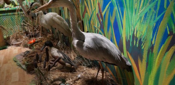 В Приморье появится музей Уссурийской тайги