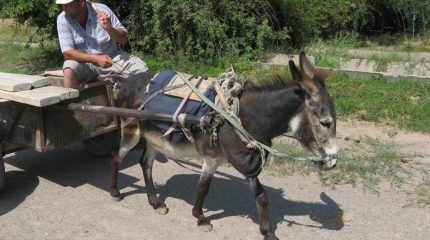 Граждане из бывших союзных республик будут въезжать во Владивосток с ПЦР-тестом