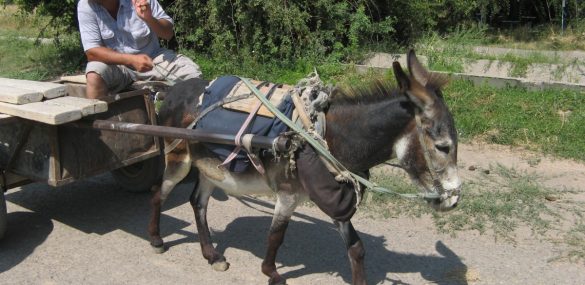 Граждане из бывших союзных республик будут въезжать во Владивосток с ПЦР-тестом