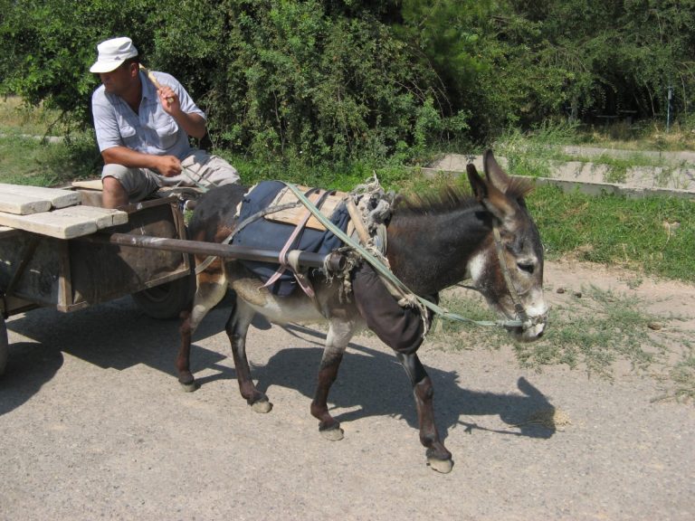 Граждане из бывших союзных республик будут въезжать во Владивосток с ПЦР-тестом
