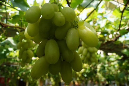 Винодельческое хозяйство во благо туризма появится в Партизанском районе Приморья