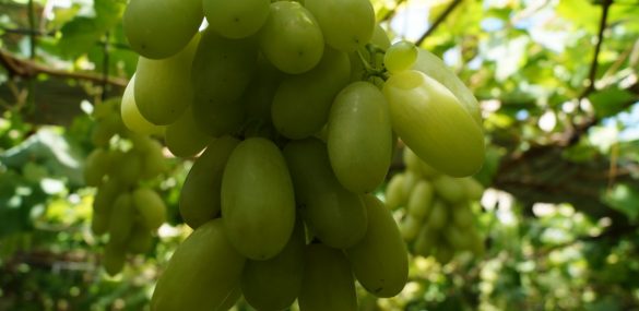 Винодельческое хозяйство во благо туризма появится в Партизанском районе Приморья