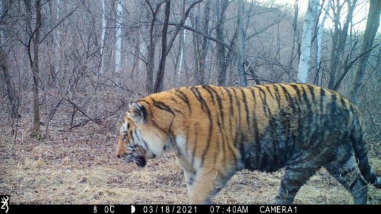 Амурский тигр в Приморье станет одним из главных героев новых экомаршрутов