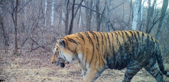 Амурский тигр в Приморье станет одним из главных героев новых экомаршрутов