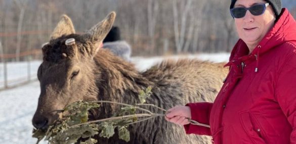 В гости к благородным оленям в Лазовский район