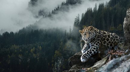 Первый Фестиваль леопарда пройдет во Владивостоке