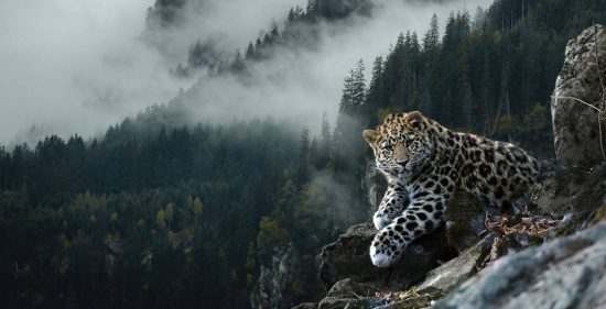 Первый Фестиваль леопарда пройдет во Владивостоке