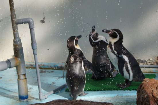 Приморский океанариум готовит праздничную программу в честь Всемирного дня пингвина