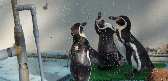 Приморский океанариум готовит праздничную программу в честь Всемирного дня пингвина