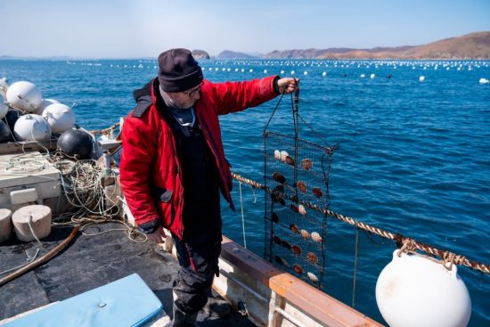 Гостей приглашают в бухту Витязь на День Рождения гребешка