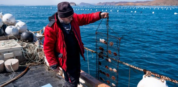 Гостей приглашают в бухту Витязь на День Рождения гребешка