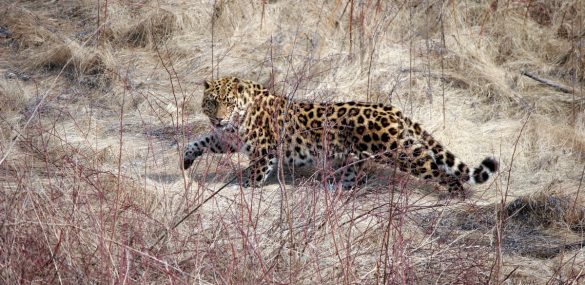 Фестиваль леопарда или наперегонки с пятнистой кошкой