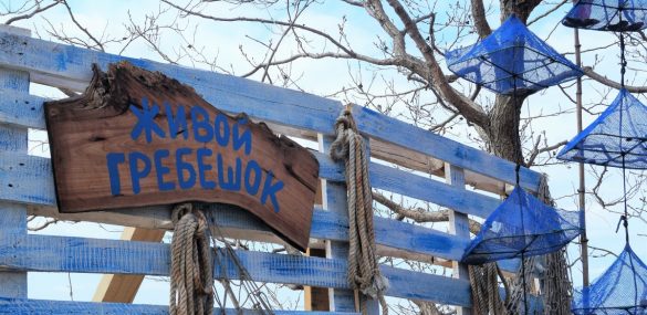 Первый День рождения гребешка отметили в Приморье интересно, вкусно и весело