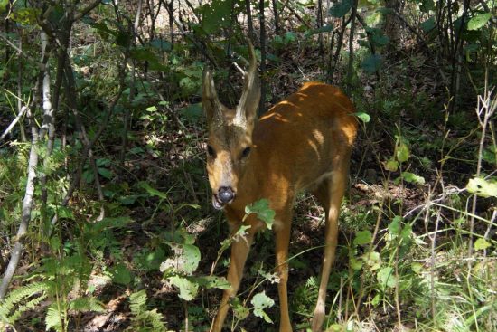Олени, экотропы и гостиница «поднимут» туризм в Фокино