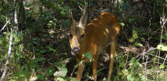 Олени, экотропы и гостиница «поднимут» туризм в Фокино