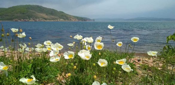 40-тысячный кэшбек при поездке на Дальний Восток – это лишь слова