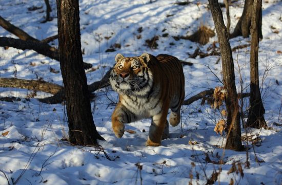 Встречаем Рождество в доме Тигра