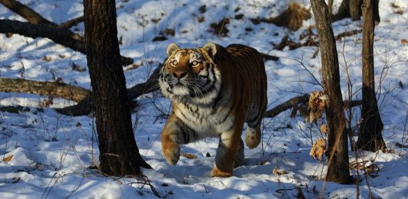 Встречаем Рождество в доме Тигра