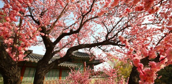 Будущим путешественникам в Южную Корею НОТК дарит подарки