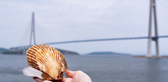 Владивосток отметит свой день рождения гастрономическим праздником – фестивалем гребешка