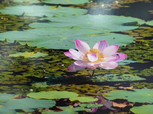 Приморье: выбираем места любования лотосами