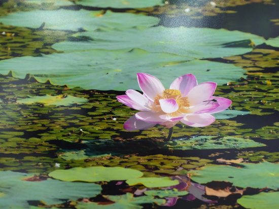 Приморье: выбираем места любования лотосами