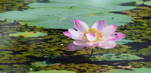 Приморье: выбираем места любования лотосами