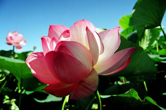 Приморские локации любования лотосами – одни из самых крутых в России