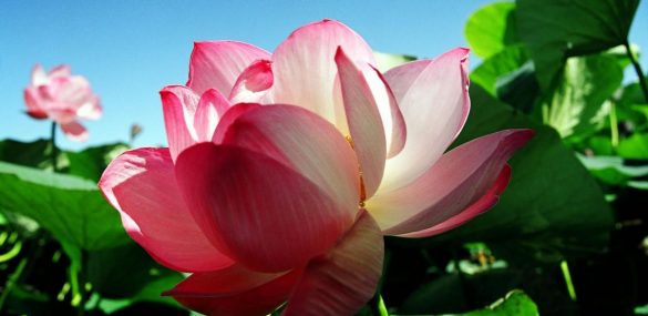 Приморские локации любования лотосами – одни из самых крутых в России