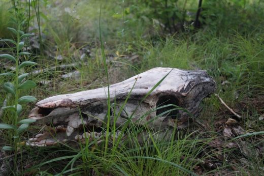 В Сихотэ-Алинском заповеднике ищут желающих повторить часть пути экспедиции Арсеньева 1906 года