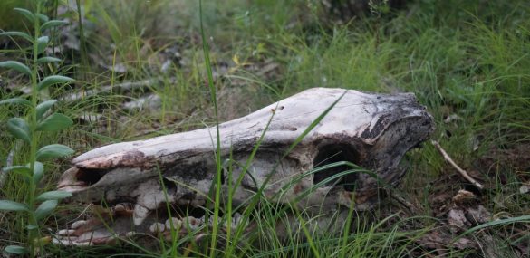В Сихотэ-Алинском заповеднике ищут желающих повторить часть пути экспедиции Арсеньева 1906 года