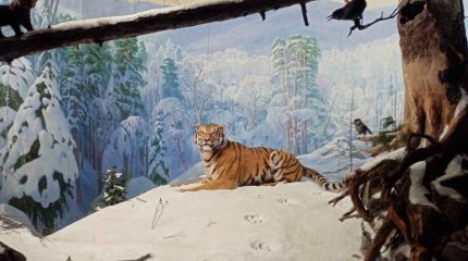 В гости к амурскому тигру: можно на выставке «Россия», а можно и в тайгу в Сихотэ-Алинский заповедник